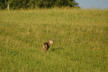 Coyote Walking Through Agricultural Field