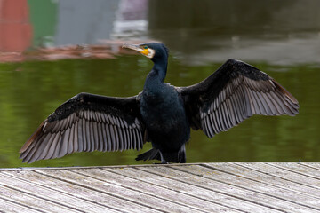 Cormorant spread 2