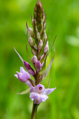 Wall Mural - Sack-bearing Orchid (Dactylorhiza saccifera)