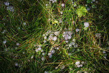 Hail On Grass In Sunlight After Summer Thunderstorm.