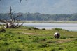 Hipopotam (Hippopotamus amphibius) w symbiozie z ptaszkiem czyszczącym jego skórę nieopodal rzeki Zambezi w Parku Narodowym Mana Pools w Afryce