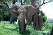 Spotkanie ze słoniem ( loxodonta africana) twarzą w twarz w Parku Narodowym Mana Pools w Zimbabwe w  Afryce 