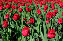 Close Up Of Red Ruffled Barbados Tulips At Ottawa Tulip Festival