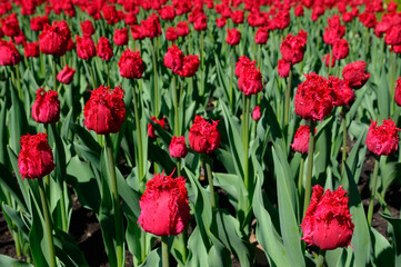 Close up of red ruffled Barbados Tulips at Ottawa Tulip Festival