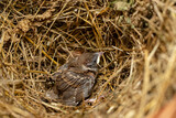Fototapeta  - Grown Chick (Fledgling) Of Sparrow In Nest Close Up.