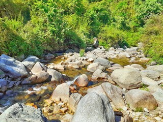 river in the forest