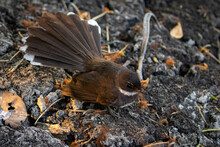 Image Of Sunda Pied Fantail Or Malaysian Pied Fantail(Rhipidura Javanica) On The Ground On Nature Background. Bird. Animals.