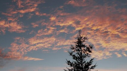 Poster - Time lapse of cotton candy colored clouds moving past the top of a redwood tree