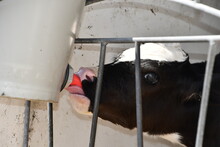 Young Black And White Calf Drinking Milk Out Of A Can, Photo Made In Weert The Nehterlands