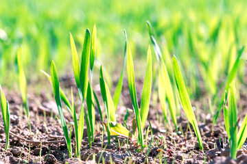 Macro photo of young green small wheat or oat or rye seedlings growing on a agricultural field in spring lit by morning sun. Rows of rye sprouts growing in the soil