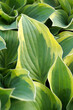 Vertical closeup of the green-and-yellow variegated foliage of Hosta fortunei 'Aureomarginata'