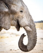 Elefant Portrait in Etosha, Namibia