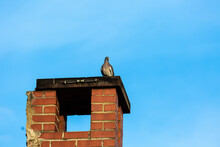 Pigeon On Chimney With Blue Sky And Clouds