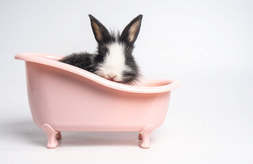 Baby white and black spotted rabbit or bunny animal small bunnies easter is sitting in a pink bathtub and funny happy animal have white isolated background