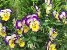 The Garden Pansy Flower Is 5 To 8 Centimetres (2 To 3 In) In Diameter And Has Two Slightly Overlapping Upper Petals, Two Side Petals, And A Single Bottom Petal With A Slight Beard Emanating From The F