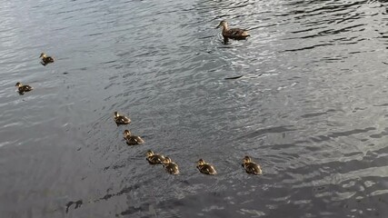 Poster - duck with ducklings swim on the lake