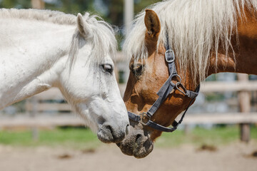 gelding pony biting gelding horse in herd in paddock