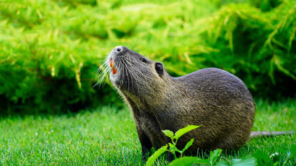 Closeup portrait of an animal in the wild, cute nutria in a green grass meadow, rodent with orange teeth