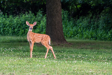 Wall Mural - Whitetailed deer fawn in an open meadow i nth esummer