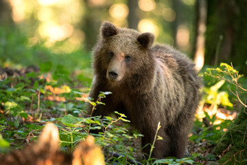 Sticker - Brown bears in the forest. European bear moving in nature. Brown bear from Slovenia. Wildlife walking in nature. Bear in wildlife. Small bears in the forest. Spring in nature. 