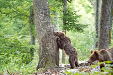 Sticker - Brown bears in the forest. European bear moving in nature. Brown bear from Slovenia. Wildlife walking in nature. Bear in wildlife. Small bears in the forest. Spring in nature. 