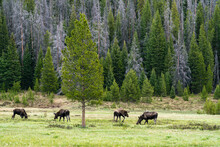 Moose In Rocky Mountain National Park