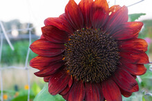 A Beautiful Red Sunflower