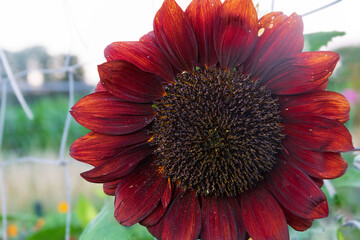 A beautiful red sunflower