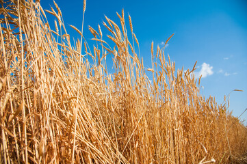 Golden wheat field and sunny day