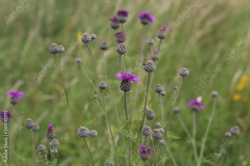 Fototapeta na drzwi i meble Purple flower of a thistle in an urban garden