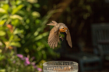 Robin Red Breast in flight