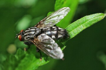 Striped fly sitting on a leaf