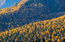 Sunny Colorful Autumn Alpine Mountain Larch And Fir Forest Scene. Picturesque Traveling, Seasonal, Nature And Countryside Beauty Concept Or Background Scene.