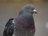 Fototapeta Tęcza - Feral pigeon - Street pigeon (Columba livia forma urbana) - close up on head and feathers