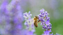 Honey Bee Pollinates Lavender Flowers. Plant Decay With Insects., Sunny Lavender. Lavender Flowers In Field. Soft Focus, Close-up Macro Image Wit Blurred Background.