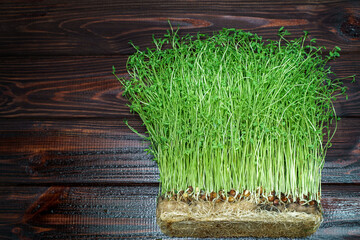 Wall Mural - Clover sprouts on wood table background. Sprouted vegetable seeds for raw diet food, micro green healthy eating concept