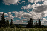 Fototapeta Na ścianę - Summer landscape with blue sky and white clouds meadow and forest.