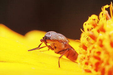 Wall Mural - Flies and insects on yellow flowers