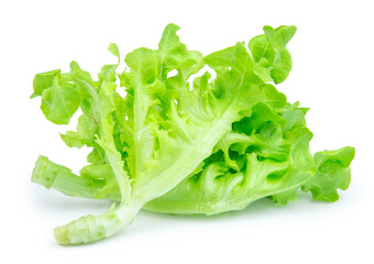 green fresh lettuce isolated on white background