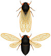 Vector illustration of a 17-year cicada (