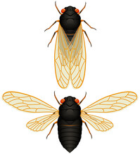 Vector Illustration Of A 17-year Cicada ("locust"), With Wings Both Folded And Spread.