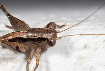 Wall Mural - Macro Photo of Brown Cricket Insect on White Floor