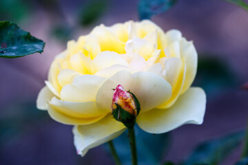 Petal of blooming rose in garden