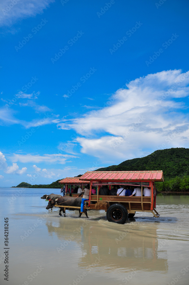 西表島の水牛車 Buffalo Cart On Iriomote Island Okinawa Wall Mural Raicho