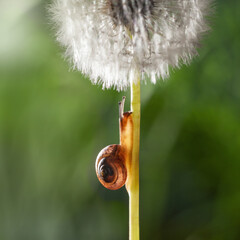 Sticker - Snail and white dandelion