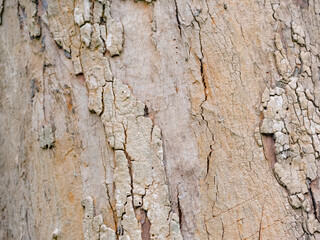 full frame bark of tree for natural background and texture