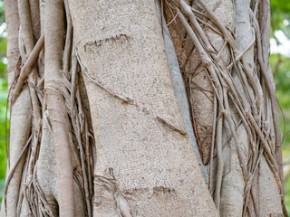 brown trunk of banyan tree forest background