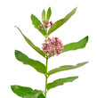Asclepias syriaca, commonly called common milkweed, butterfly flower, silkweed, silky swallow-wort. Isolated on white