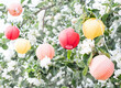 Colorful paper lanterns on a flowering tree. Holiday. Selective focus