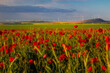 View of a wind turbines park in Constanta County, Romania with a poppy field in the foreground